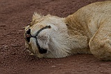 Sleeping lion in the middle of the road, Ngorongoro crater